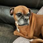 Photo of Buddy, Lucy, Leo