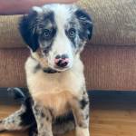 Photo of Oreo and Comet