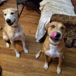 Photo of Honey and Lucky