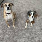 Photo of Layla and Blue