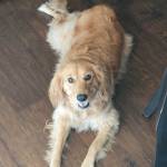 Photo of Cheesie and Riley