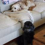 Photo of Stella and Luna