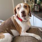 Photo of Rusty & Koko