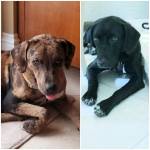 Photo of Sadie, Char-lee & Wall-e