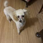 Photo of Miss Priss (Prissy)