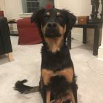 Photo of Brutus Lolipop