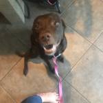 Photo of Bambi/Sammy