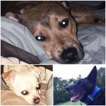 Photo of Boba, Blitz & Bandit