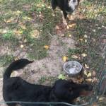 Photo of Mia, Bruneaux, Ryder,Rexx,Wicket