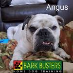 Photo of Angus