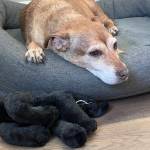 Photo of Chewie / Rosie / Rufus / Charlie