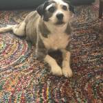 Photo of Gracie/Zack