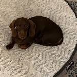 Photo of Chocolate Eclair, Clover Etaine