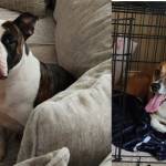 Photo of Violet & Duke