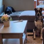 Photo of Opie & Marley