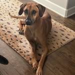 Photo of Xena, Alika, Mister, Bella