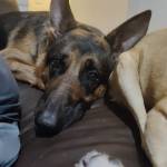 Photo of Koba, Forrest, & Bambi