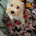 Photo of Milli / Mickey