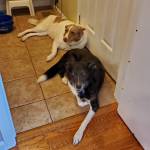 Photo of Boomer & Bailey