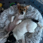 Photo of Lucky & Honey