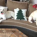 Photo of Gracie and Molly