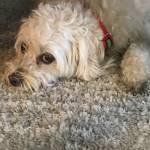 Photo of Dixie / Gizmo