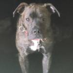 Photo of Bonnie & Beau