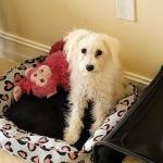 Photo of Macho & Luna