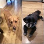 Photo of Bo & Murohy