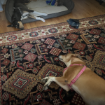 Photo of Luna and Bella