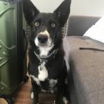 Photo of Aurora & Dixie