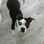 Photo of Pepper, Pillow & Patch