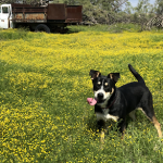 Photo of Ruby, Honey, and Maggie