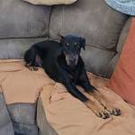 Photo of Ava, Kobe & King Henry