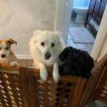 Photo of Pepper, Sugar & Cayenne