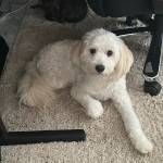 Photo of Cooper / Bailey