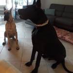 Photo of Athena and Achilles