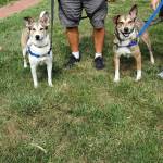 Photo of Jersey, Dakota