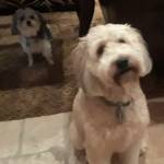 Photo of Daisy and Lucy