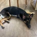 Photo of Chewy and Bailey