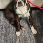 Photo of Mr Pickles & Tony