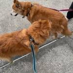 Photo of Maggie. Bacca