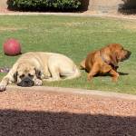 Photo of Roscoe and Thor