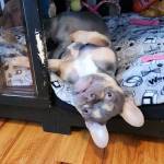 Photo of Flounder & Tuna Luna