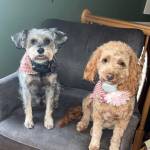 Photo of Beau and Maisie