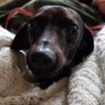 Photo of Josie & Maxwell