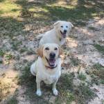 Photo of Millie &  Ripley