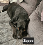 Photo of Zeppo