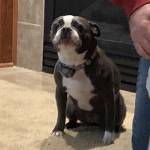 Photo of Loki & Freya