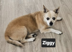 Photo of Ziggy